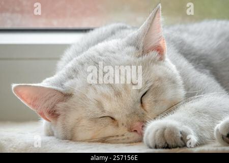 Sleeping young British Shorthair cat Stock Photo