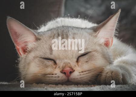 Sleeping young British Shorthair cat Stock Photo