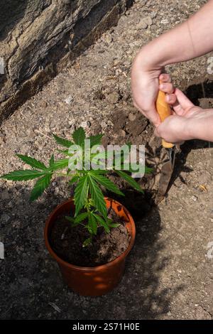 A person is digging a hole in the ground next to a plant in a pot. The person is using a shovel to dig the hole Stock Photo