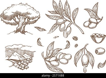 Growing and harvesting olives in countryside, organic and natural products. Tree with branches and ripe vegetables, dieting and healthy nutrition. Monochrome sketch outline. Vector in flat style. Olives growth and harvesting on plantation field Stock Vector