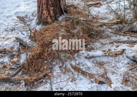 burial of an elk kill by a mountain lion in the blackfoot valley near ovando, montana Stock Photo