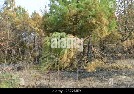 Pine tree broken in half and partially burnt. The consequences of burning dry grass. Stock Photo