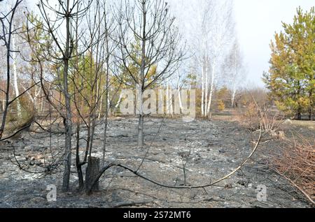 Damage from a forest fire. Charred trunks of young pine and birch trees, burnt forest litter as a result of the fire. Stock Photo