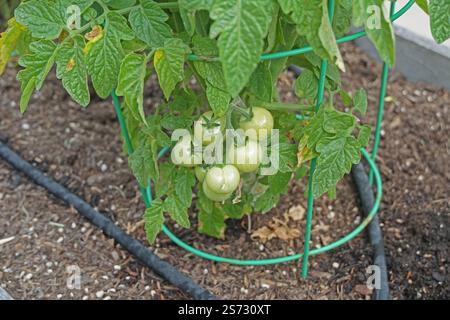 Green Cherry Tomatoes Stock Photo