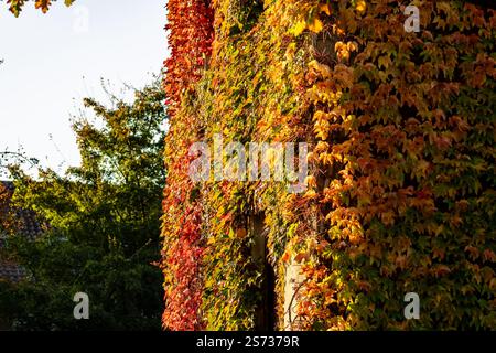 A building covered in vines and leaves in various shades of red and yellow. The vines are growing up the side of the building, creating a natural and Stock Photo