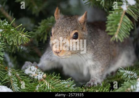 Cute close-up portrait of an Eastern Gray Squirrel (Sciurus carolinesis ) sitting in pine tree. Stock Photo