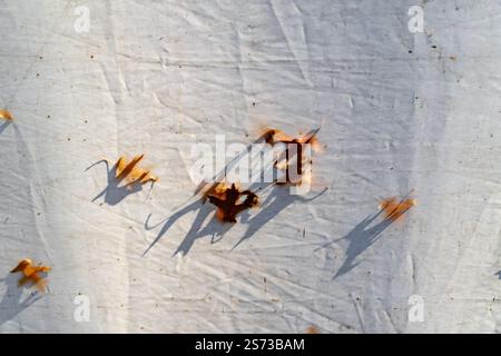 A white cloth with leaves on it. The leaves are brown and scattered all over the cloth Stock Photo