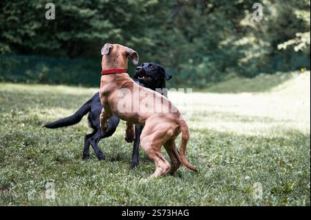 Two purebred dogs, a black labrador retirever and a brow cane corso puppy, playing and having fun outside in a green nature. Stock Photo