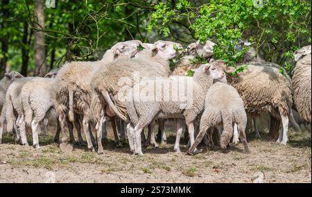 Flock of Sheep and Lambs. Stock Photo