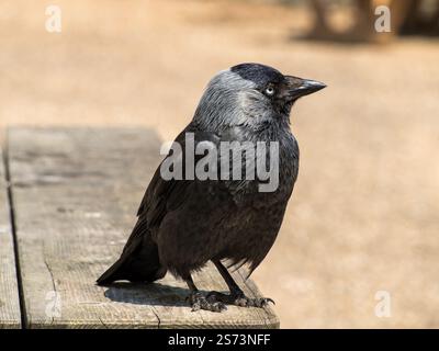 Closeup of one adult Eurasian Jackdaw (Coloeus monedula) with black and grey plummage sitting on edge of wooden picnic table, Lincolnshire, England,UK Stock Photo
