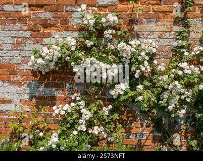 Climbing rambling rose covered in white flowers growing against red brick wall in walled garden on a sunny summer day in June, Lincolnshire, England. Stock Photo