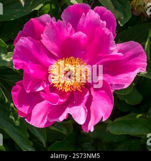 Closeup of one beautiful sunlit Peony (Paeonia) flower with delicate cerise / pink petals and yellow stamens in June. Stock Photo