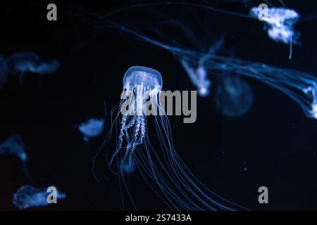 Group of Sanderia Malayensis, Amakusa Jellyfish swimming in aquarium pool with blue neon light. Theriology, biodiversity, undersea life, aquatic organ Stock Photo