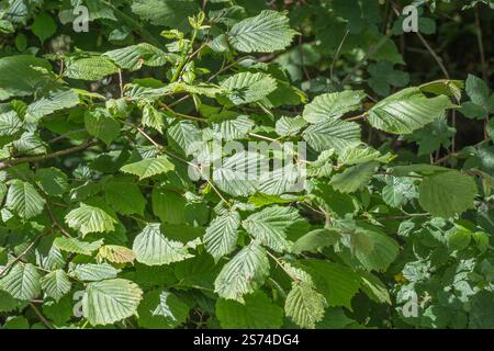 May sunshine on new leaves on a young Hazel (Corylus avellana) tree branch. Hazel nuts are obviously a common food. Stock Photo