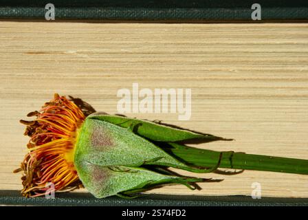 Dry flower stem without petals placed before open book pages. Stock Photo