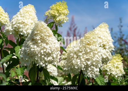 Large Phantom hydrangea flower in full bloom. Stock Photo