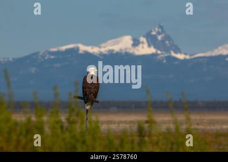 Caption: A bald eagle perches proudly with a majestic mountain backdrop, captured in this striking wildlife portrait. Stock Photo