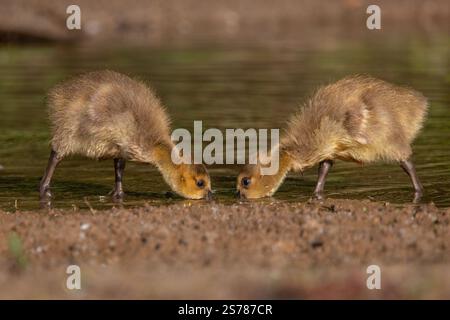 Two baby geese drink water while facing each other, their nearly touching beaks creating a perfect moment of symmetry in this cute wildlife scene. Stock Photo