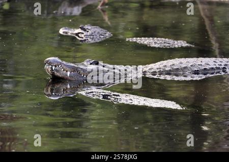 Mississippi Alligator (Alligator mississippiensis), pike alligator, adult, lying, friendly, smiling, in water, Florida, USA, North America Stock Photo