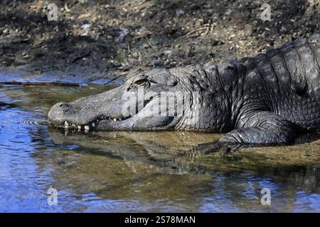 Mississippi Alligator (Alligator mississippiensis), pike alligator, adult, friendly, portrait, smiling, at the water, Florida, USA, North America Stock Photo