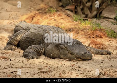 Mississippi Alligator (Alligator mississippiensis), pike alligator, adult, lying, resting, friendly, smiling, on land, in the sand, Florida, USA, Nort Stock Photo