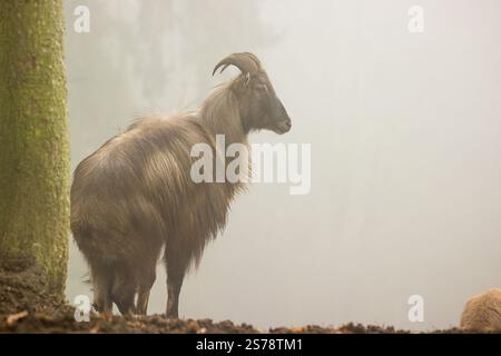 A male and a female Himalayan Tahr (Hemitragus jemlahicus) stand in the forest on a foggy day Stock Photo