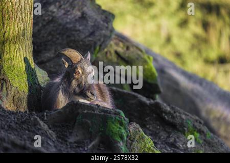 A male Himalayan Tahr (Hemitragus jemlahicus) rests between rocks Stock Photo