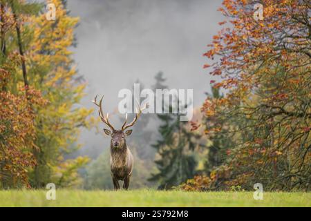 Altai wapiti (Cervus canadensis sibiricus), also known as the Altai ...