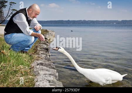 An old man with a grey beard is feeding a white swan at the lake Starnberg in Germany Stock Photo