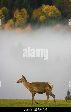 Altai wapiti (Cervus canadensis sibiricus), also known as the Altai ...