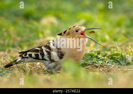 Eurasian hoopoe bird is eating an insect Stock Photo