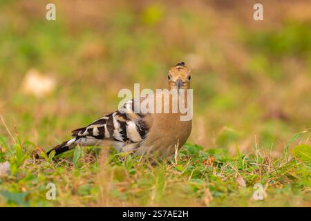 eurasian hoopoe close looking at the camera Stock Photo