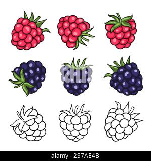 Raspberry and blackberry set. Vector berries illustration Stock Vector