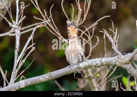 Upupa epops, Eurasian Hoppoe perched on a branch in a tree Stock Photo