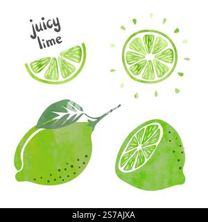 Lime set. Vector watercolor collection of fresh lime fruits Stock Vector