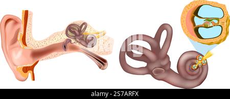 The auditory pathway medical vector illustration on white background ...