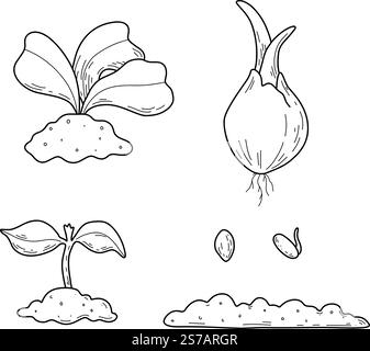 Vector illustration of different stages of growing plants. Suitable for use on websites, articles, labels, packaging. Gardening tools. Growing Stock Vector