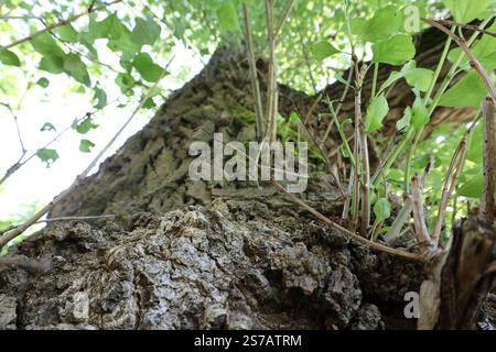 A large tree trunk with moss growing on it Stock Photo