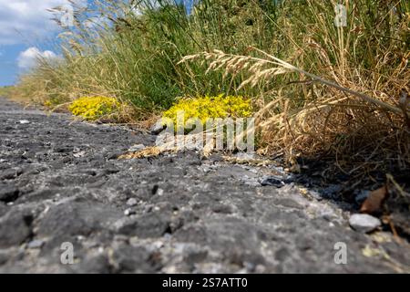 A road with a patch of yellow flowers growing on it Stock Photo