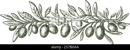 Olive tree branch with leaves and ripe fruit. Vector gravure. Vintage hand drawn sketch. Mediterranean food, aroma oil Stock Vector