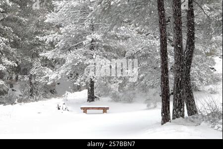 snowy bench in a forest of pine trees in Etna Park, Sicily, Italy Stock Photo