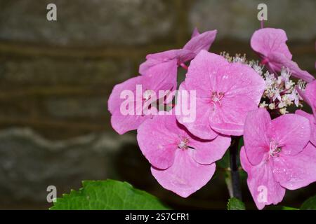 Close-up photo of Hydrangea macrophylla in bloom. Pink blooming hydrangea, Hortensia flowers Stock Photo