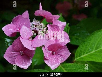Close-up photo of Hydrangea macrophylla in bloom. Pink blooming hydrangea, Hortensia flowers Stock Photo