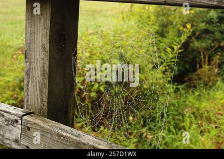 Spiderweb after the rain Stock Photo