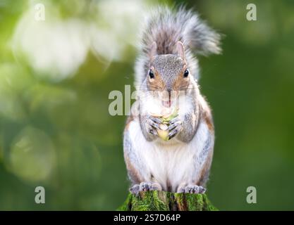 Grey squirrel eating green hazelnuts on a mossy tree stump, UK. Stock Photo