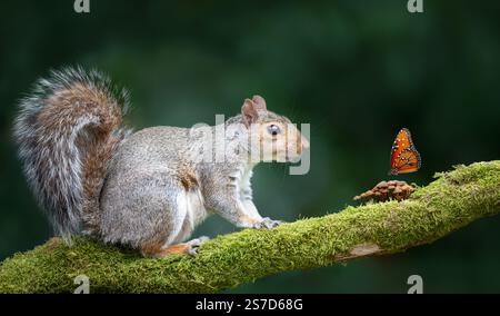 Portrait of a grey squirrel sitting on a mossy tree branch and watching a butterfly resting on tiny mushrooms Stock Photo