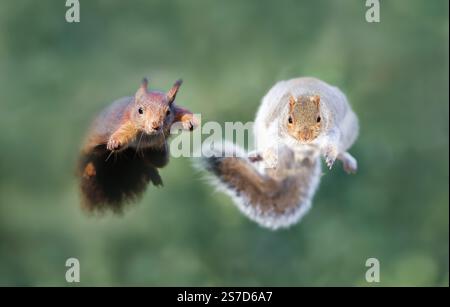 Close-up of red and grey squirrels jumping, UK. Stock Photo