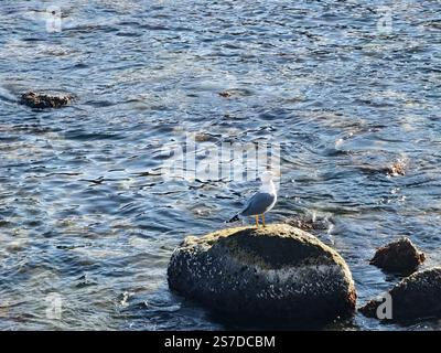 Seagull resting on a rock in a calm coastal waterscape Stock Photo