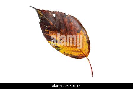 Autumn leaf isolated on white. Fall colored foliage. Colorful brown yellow leaf with dark serrated margins. Stock Photo