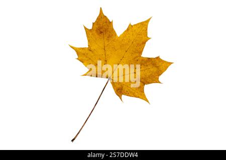 Autumn Canada maple leaf isolated on white. Fall colored foliage. Bright yellow leaf. Stock Photo